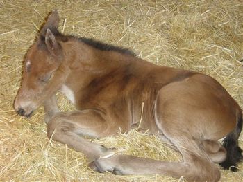 Maddie, Irish Sport Horse filly, foaled Feb 2007, x To Be Sure out of lovely TB mare owned by Lee-Ann Llewellyns of Langley BC.
