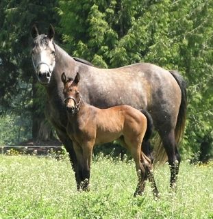 TBS Serena, foaled May 2004. x To Be Sure out of an Anglo Arab mare co-bred by Shelley & Cal Nyuli of Science Pure - PureForm Equine Nutraceuticals.
