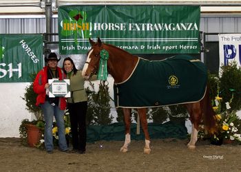 Bres wins Irish Sport Horse Championship class.
