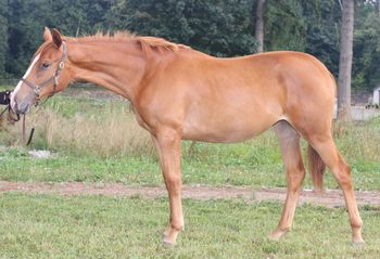 SOLD *Congratulations Heinz and Gerta Glaser of Langley, BC. To Be True (Trudy) 2008 ISH filly by To Be Sure, out of 4'6" jumper TB mare (Blue Hen / Hyperion - top producing line of jumpers). Great ground manners, very friendly, willing student. Well built and correct, finish approx 16.1hh.
