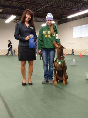 mt vernon dog training club new titles