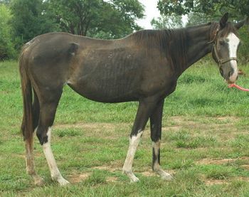 A new addidtion as we got her mid-september 2007. This is Stormy Blue Girl. Very sweet mare that is now on the mend.
