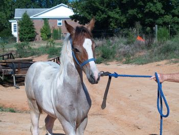This Calvin as of 8/16/2011. He has shed off all of his foal coat and shown his final coloring.
