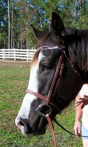 Sophie showing off her pretty new bridle with custom made sparklie browband.
