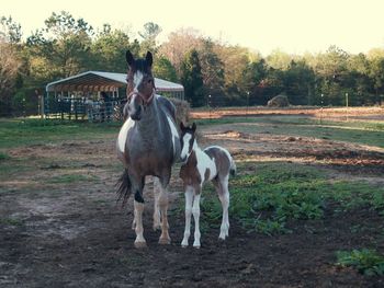 DESIGNED TWO WIN M - Calvin - foaled 4/4/2011
