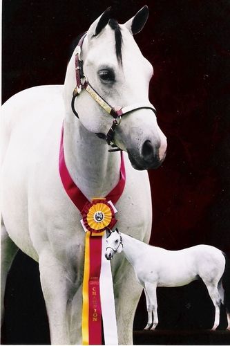 CAN U C IMA STAR 2005 Reg. APHA overo by SRLeonard Star out of Cee My Cinnamon Dust. Andy went to his first show under saddle recently. He came away with 6 firsts and Reserve Champion at Halter. CONGRATULATIONS! SUE and ANDY keep it up!
