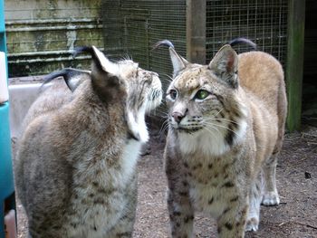 Our plein air group, Eye on the Sky, that I lead every summer took a trip to a lynx farm to paint. These 2 Siberian lynx used to be part of a fur farm, but were rescued by a lady with a big heart for cats and other creatures.

