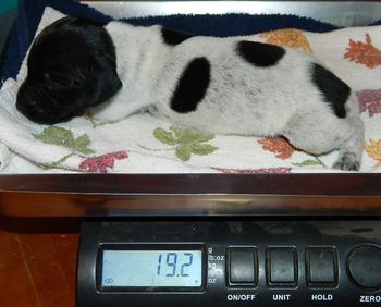 13 Days Old
