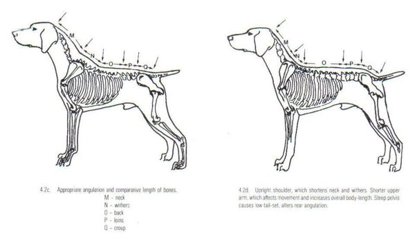 Refleksion Kennel Reg Health Related