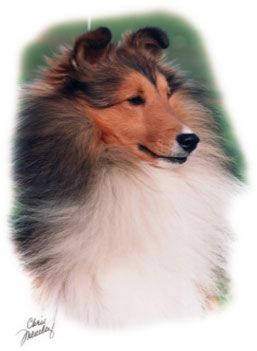  	
	Hillstone Shelties 		
	
CH Hillstone's California Sun, CGC
"Surfer"

December 22, 1990 – October 21, 2004
		
	Surfer 		
	
In October 2004 I lost my very special friend... "Surfer" was the epitome of a Sheltie. My constant, faithful and loving companion, his wonderful temperament made him a true ambassador for our breed. He was also the consummate show dog and loved the ring, even as a Veteran. I try and remind myself that he is not gone… just… gone on ahead.

	
		
												