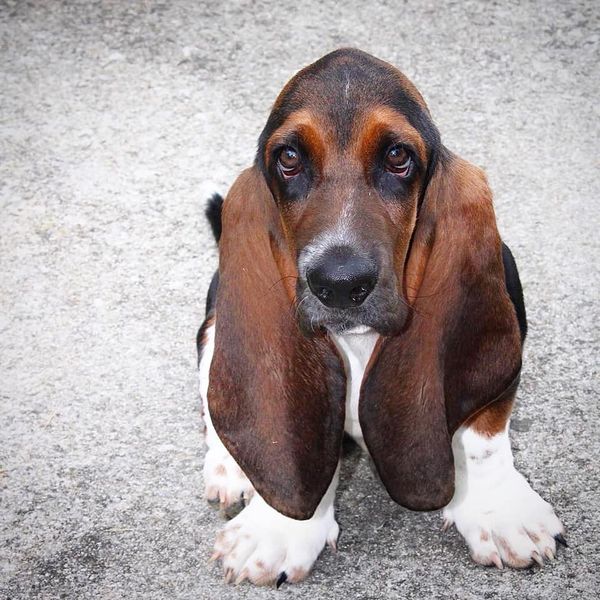 BASSET HOUNDS IN WEST VIRGINIA