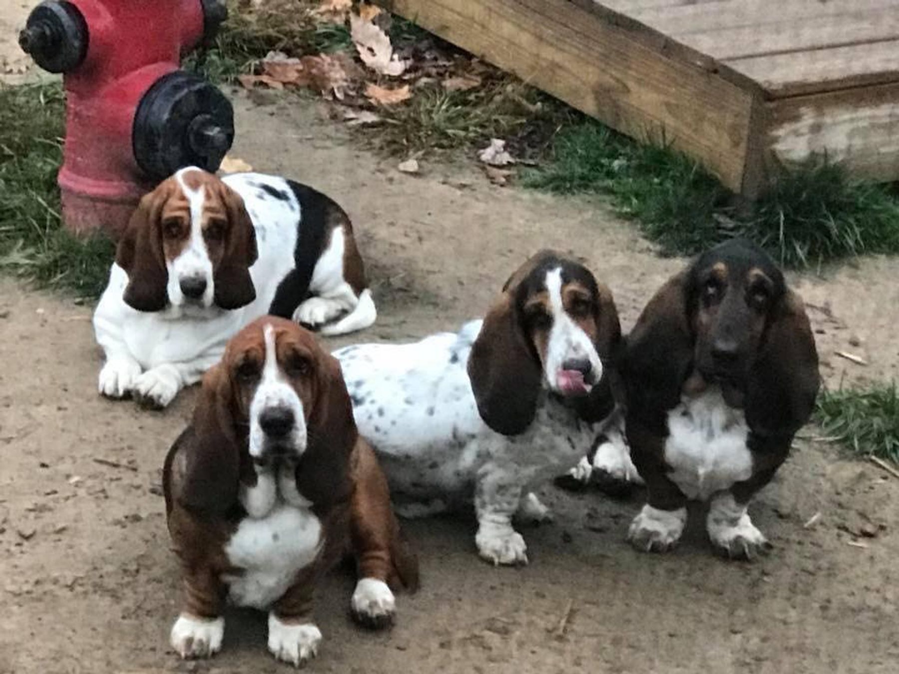 BASSET HOUNDS IN WEST VIRGINIA