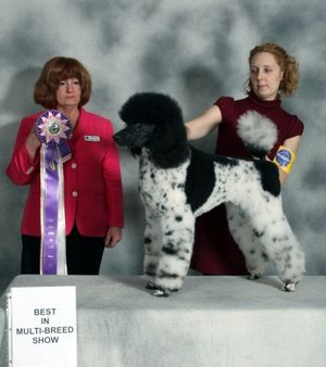 HIT UAG2 UKC BIS GRCH Vintage Attire by Amandi RN, NA,NAJ, CA, CL-1
The foundation of my parti breeding program. 5 Time Best in Show Winner! Agility dog extraordinare!  Retired from breeding.