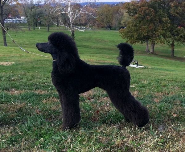 Spirit Standard Poodles - Viva's Page