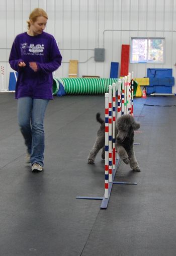 Practicing her weave poles - started agility at 6 years old

