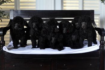 All 8 puppies- now those are good babies!

