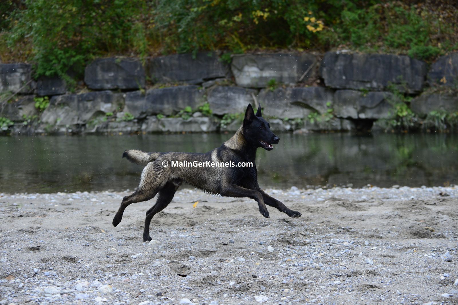 MalinGer Kennels Black Sables