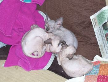 Bluepoint boy sold,now shown with "Brown Baby Boy"and Tortie point sister[almost eight weeks old]

