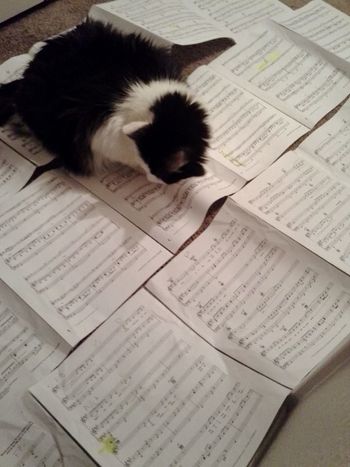 Vivaldi the Cat!
