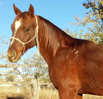 Idaho Cowboy Gibbs, 2012 gelding, Serenity Breeze dam
