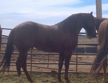 Last Chance At Fame, loving on my mare Late Nite Flame, dam of HH Famous Willard
