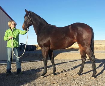 2014 filly, First Raven dam

