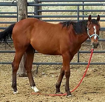 2015 Shell Lead The Dance colt
