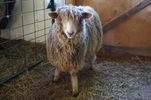 Lamb Fleece
