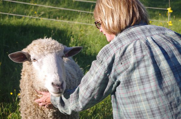 Henri, the ram, gets a much appreciated neck rub. With rotational grazing, our sheep are very approachable. For an extreme version of traditional shepherding, click on the photo.