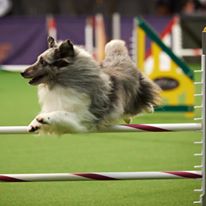 Ch MACh3 Suzara Good Bi Blue Sky, "Storm", competing at the 1st Westminster Kennel Club Agility Masters Competition