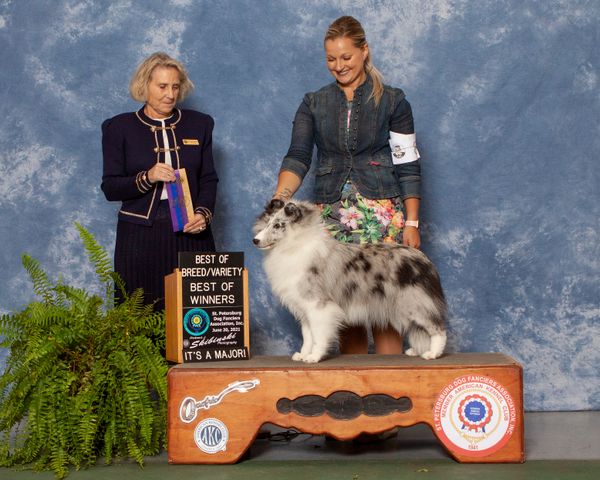 We are thrilled to announce that Claire was Best of Breed over specials to earn a 5 point major on 6/20/21!  Thank you to handler Lexy Jessee and to Judge Debra Geschwinder for the honor!