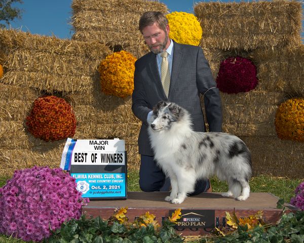 We are thrilled to announce that Claire obtained her second major at the Elmira Kennel Club dog show on 10/2/21, handled by Nick Joines and Joel McCarty. She now has 2 five point majors and only needs 4 single points to finish her Championship. 