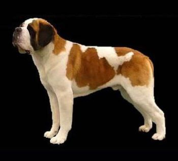 Ch Perry "Fridge" 25 mos. Best of Breed Cheyanne National Specialty in 2006.
