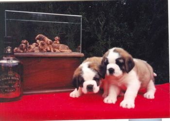 Ch North Platte "Nordie" is the puppy on the right, shown here with the "Breeders Achievement Trophy" for the outstanding National entry. Cache Retreat has won the Award 8 times.
