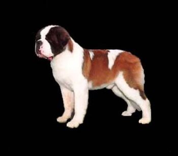 Ch Quest for Gold "Quest" Sire of 20 chs.
