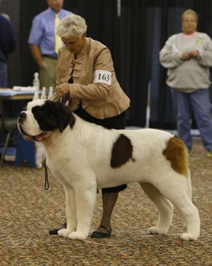"Power" in the Breed ring at the 2013 National.  Just under 3 yrs of age.