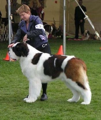 "Driver" (sire of Power) Best of Breed 2008 & 2009 National Specialties
