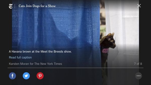 ComposerCats DeBussy of Phos Hilaron at the Meet the Breeds show in NYC on February 11th, 2017 at Pier 92.  She couldn't resist investigating the other side of the curtain!