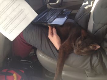 Vini on a car ride, helping me study.
