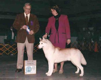 Dom was the first of our Roberta puppies to finish his championship. Shown here taking Best of Winners handled by Debbie Studwell.
