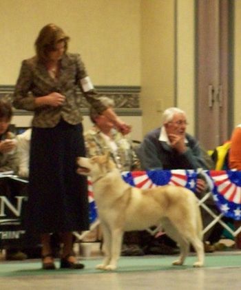 Basil at the 2008 SHCA National Specailty. He was shown by Delinda in the Bred By Exhibitor class.
