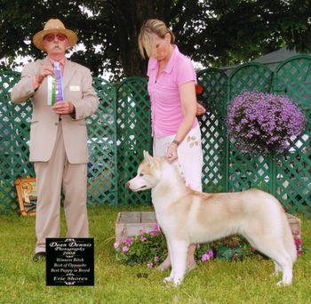 Shimmer takes her first points at 6 months old, owner handled by Catherine Kyle. June 2008.
