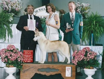 Spice wins Best of Opposite in Sweeps at the 2002 SHCGA Specialty under judge Don Young handled by Delinda
