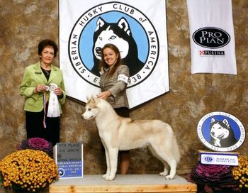 Shimmer takes 4th place in the 9-12 puppy class at the SHCA National Specialty handled by Jessica Plourde
