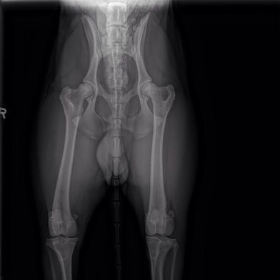 NOS' HIP X-RAYS 
​(DONE AT 11 MONTHS)