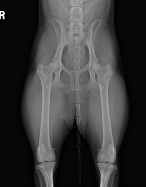 Tipsy's Hip X-ray (done at 24 mo)