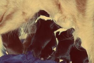 This litter produced: <br>
Fizz, Winning, Krush, Ridiculous, Amp, & Nos