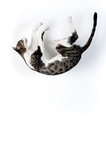 Senza Terra: Cat – Beaumont
