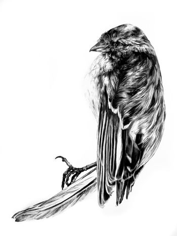 Sparrow - 72 x 48″ 2011 Private Collection
