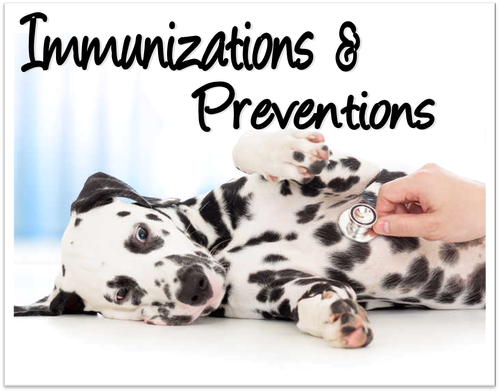 Prevention care your puppy should receive and when.
